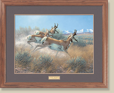 Flat Out-Pronghorn by Michael Sieve